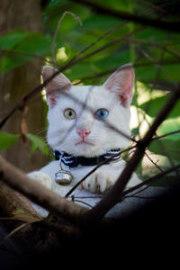 Portrait of cat by plant