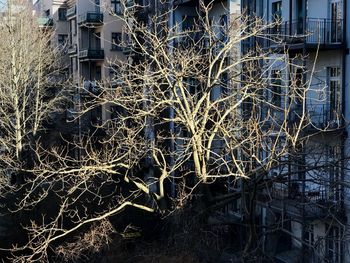 Close-up of bare tree against building