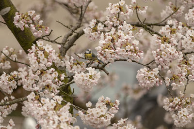 Close-up of white cherry blossom tree