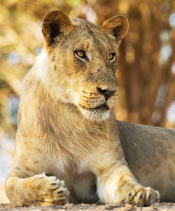 Close-up of a cat looking away