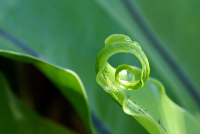 Close-up of green leaf