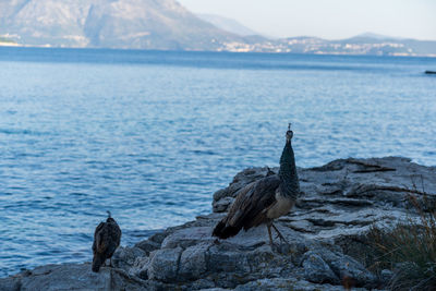 Seagulls perching on rock by sea