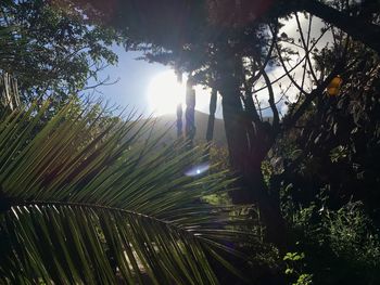 Trees in forest against sky