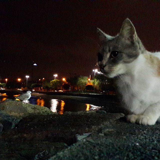 night, illuminated, pets, one animal, animal themes, street, domestic cat, water, domestic animals, built structure, outdoors, street light, lighting equipment, no people, reflection, architecture, building exterior, footpath, city, cat