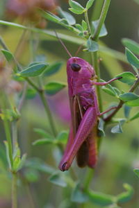 Close-up of insect on leaf