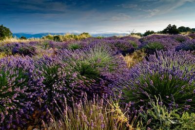 Purple flowering plants on field against sky