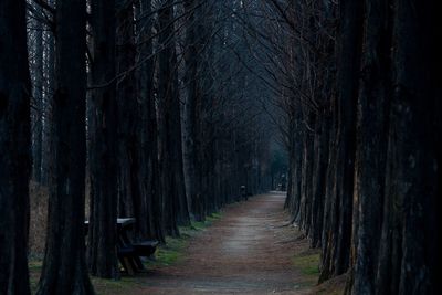 Pathway through trees in forest