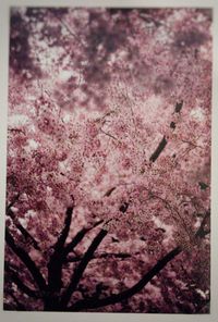 Full frame shot of pink flower tree