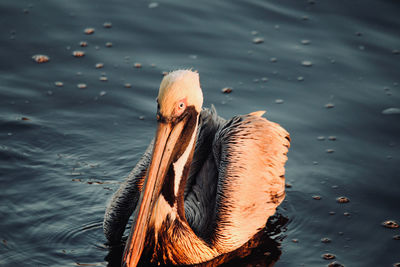 High angle view of pelican on water