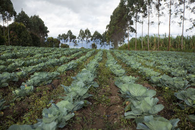 Scenic view of agricultural field against sky