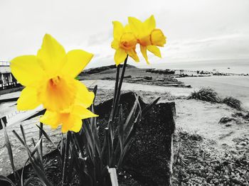 Close-up of yellow flowers blooming by sea against sky