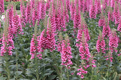 Pink flowering plants on field