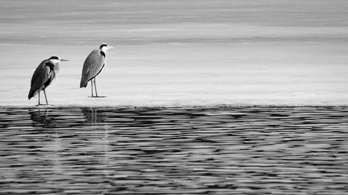 Gray heron perching on frozen lake