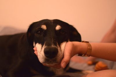 Close-up of hand with dog