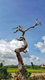 Low angle view of bare tree against sky