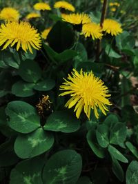 flowering plant