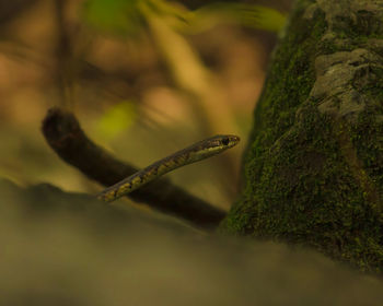 Close-up of tree trunk
