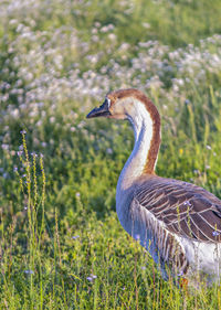 Side view of a bird on field