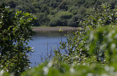 Scenic view of lake by trees against sky