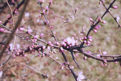 Close-up of branches against blurred background