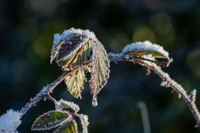 Close-up of frozen plant