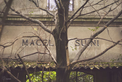 Close-up of bare tree against plants