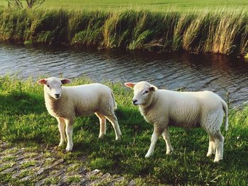 Sheep standing on field