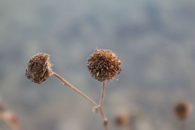 Close-up of wilted plant