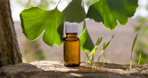 Close-up of green leaves on table