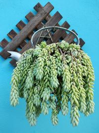 Close-up of fruits hanging against blue wall