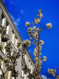 Low angle view of flowering plant against blue sky