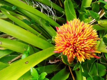 Close-up of flowering plant on field