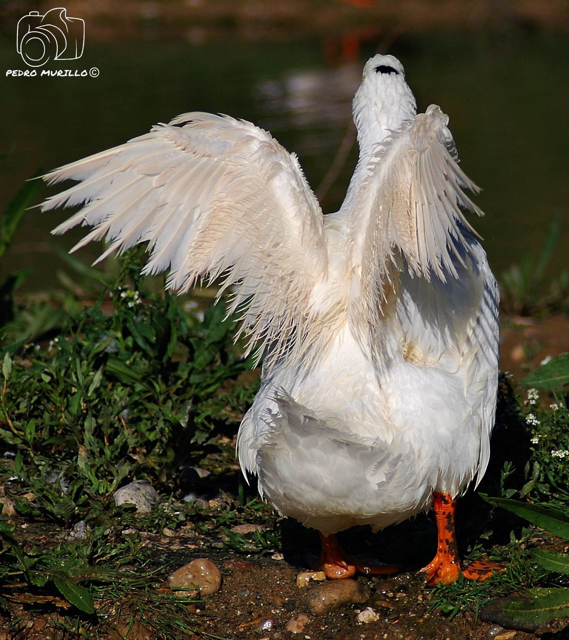 bird, one animal, animal themes, animals in the wild, spread wings, animal wildlife, feather, white color, nature, outdoors, no people, close-up, lake, day, water, beauty in nature