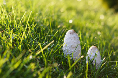 Close-up of grass growing in field