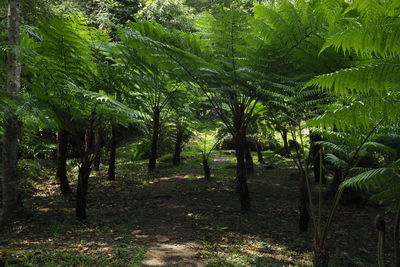 Scenic view of forest