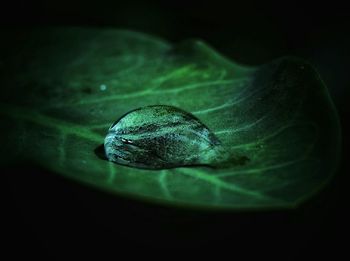 Close up of leaf against black background
