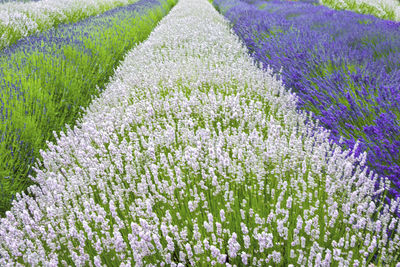 Close-up of fresh purple flowers in field