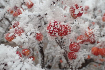 Close-up of frost on plants