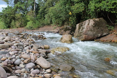 Scenic view of rocks in forest