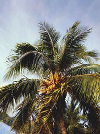 Low angle view of palm tree against sky