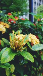 Close-up of flowering plant