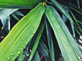 Close-up of raindrops on leaves