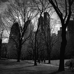 Bare trees against sky