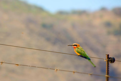 Low angle view of bee eater bird perching on cable against sky