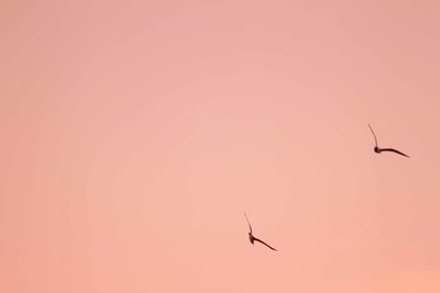 Low angle view of bird flying in sky