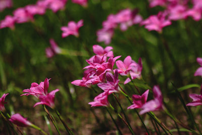 Close-up of pink flowering plants