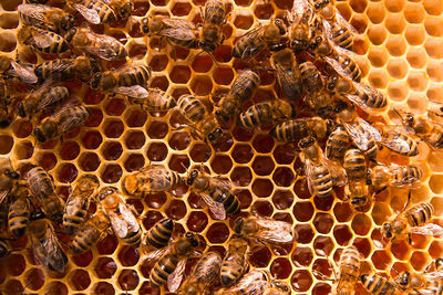 Close-up of bee on the wall