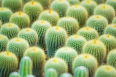 Full frame shot of succulent plant