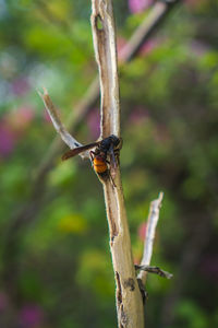Close-up of insect on plant