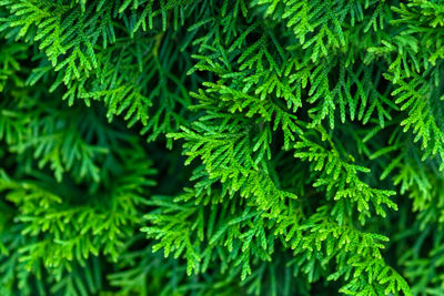 Closeup of green thuja tree branches -  thuja occidentalis 